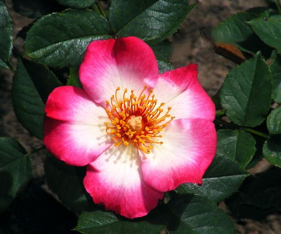 Mrs. Robinson photo mr2013_06050010_zpsde303622.jpg